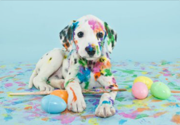 Animaux